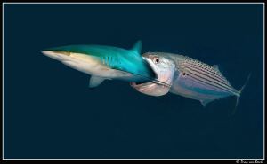 mackerel's revenge by Dray Van Beeck 